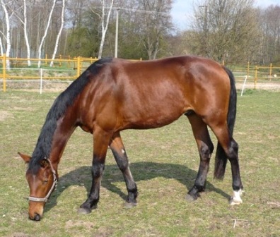 Dragy3-před.JPG